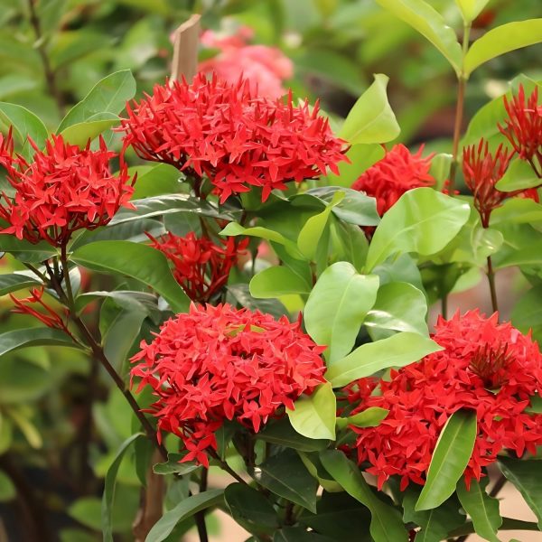 IXORA SINGAPORENSIS - Image 2