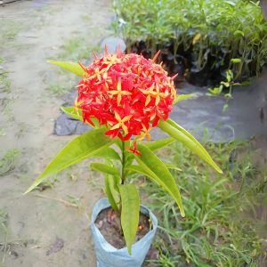 IXORA SINGAPORENSIS