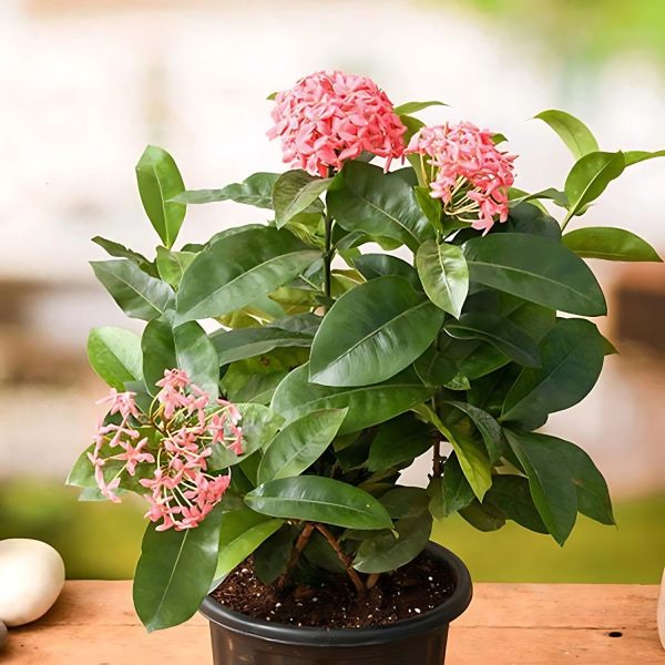 IXORA SINGAPORENSIS - Image 5