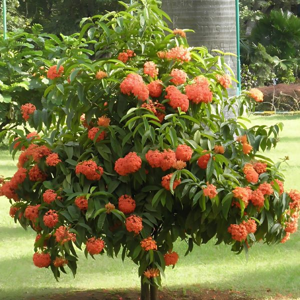 IXORA SINGAPORENSIS - Image 4