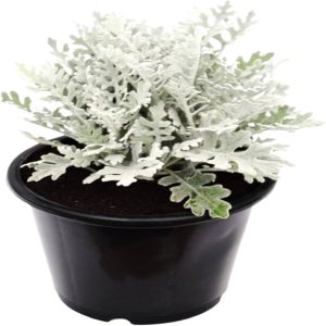 JACOBAEA MARITIMA