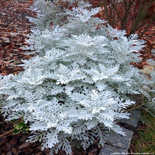 JACOBAEA MARITIMA - Image 2