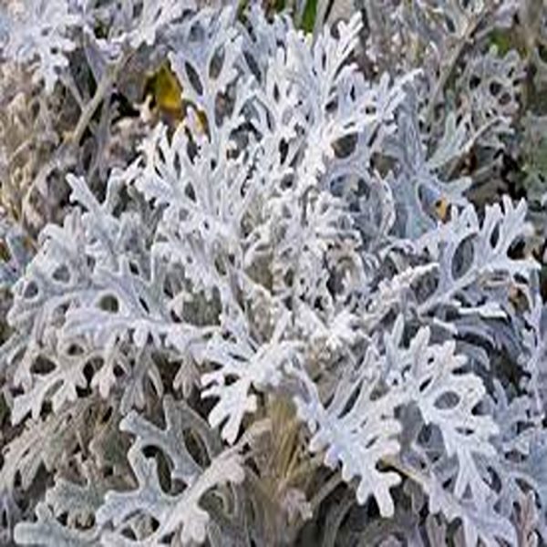 JACOBAEA MARITIMA - Image 3