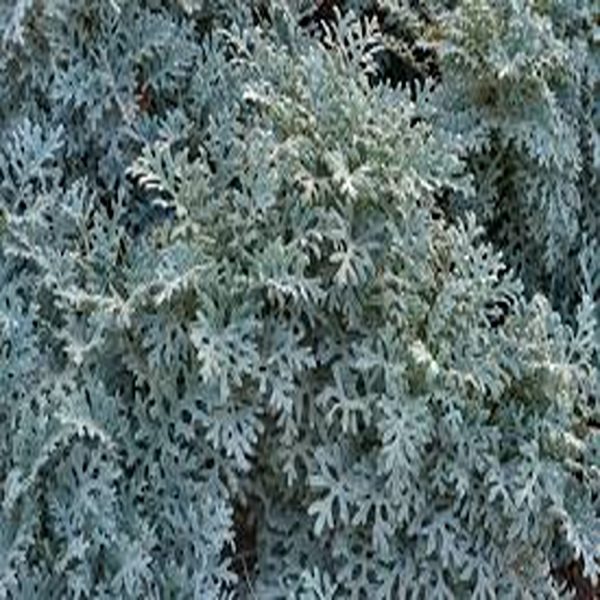 JACOBAEA MARITIMA - Image 4