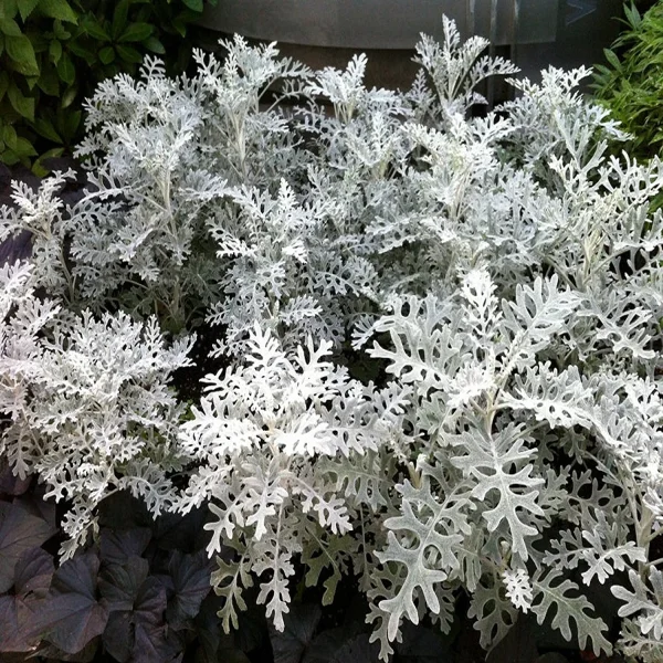 JACOBAEA MARITIMA - Image 5