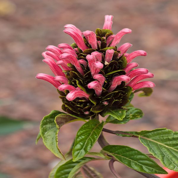 JACOBINIA CARNEA - Image 4
