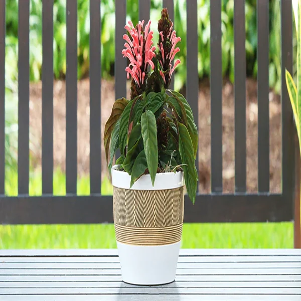 JACOBINIA CARNEA