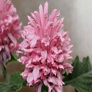 JACOBINIA CARNEA