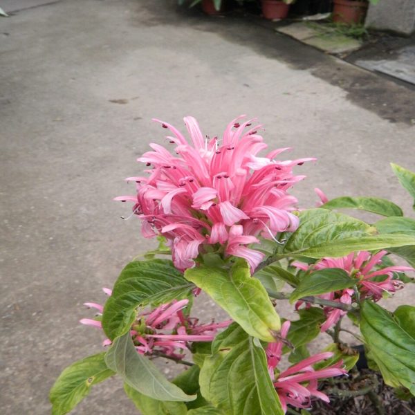 JACOBINIA CARNEA - Image 3