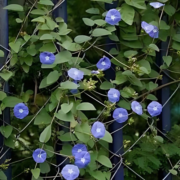 JACQUEMONTIA VIOLACEA - Image 2