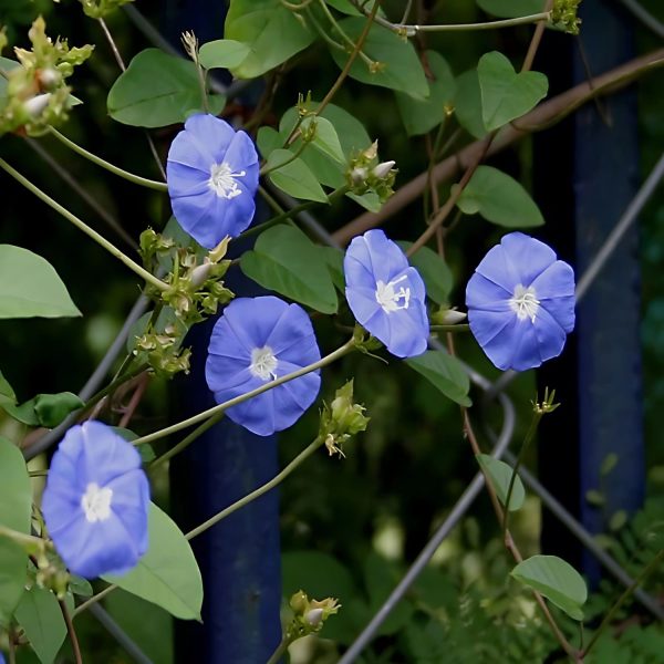 JACQUEMONTIA VIOLACEA - Image 3