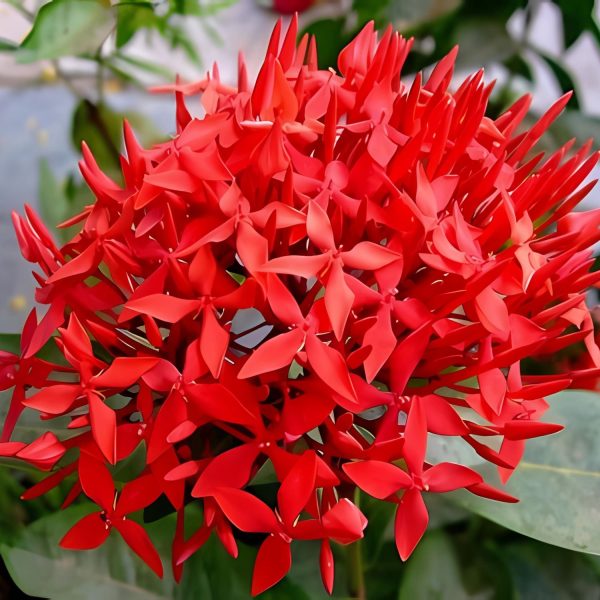 JACQUINIA RUSCIFOLIA - Image 7