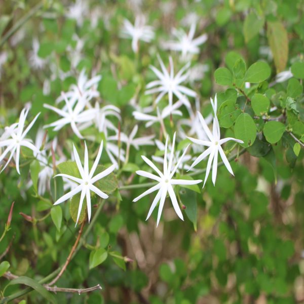 JASMINUM PUBESCENS - Image 5