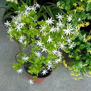 JASMINUM ANGUSTIFOLIUM