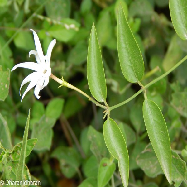 JASMINUM ANGUSTIFOLIUM - Image 4