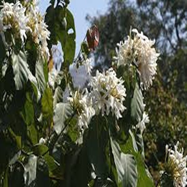 JASMINUM ANGUSTIFOLIUM - Image 5