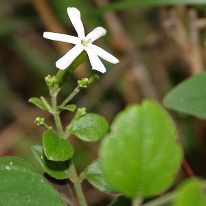 JASMINUM PUBESCENS