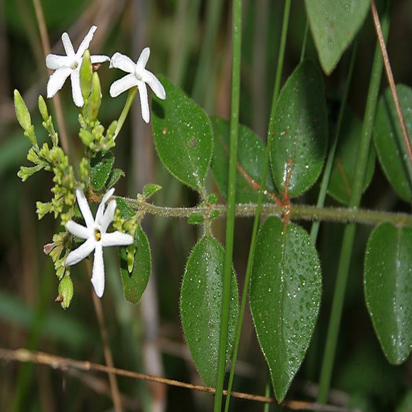 JASMINUM MULTIFLORUM - Image 4