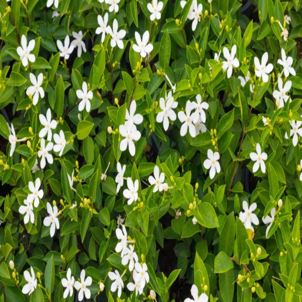 JASMINUM PUBESCENS - Image 6