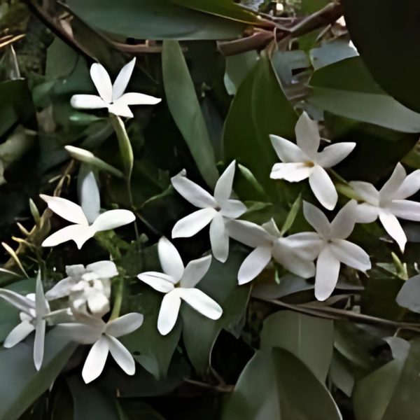 JASMINUM FLEXILE - Image 5