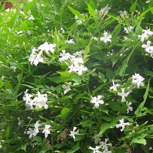JASMINUM FLEXILE