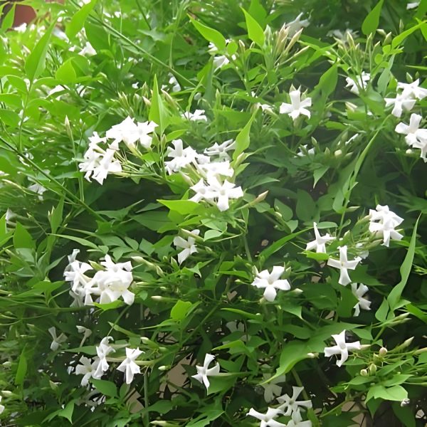 JASMINUM FLEXILE - Image 2