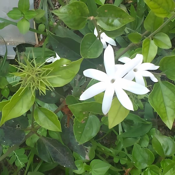 JASMINUM FLEXILE - Image 3