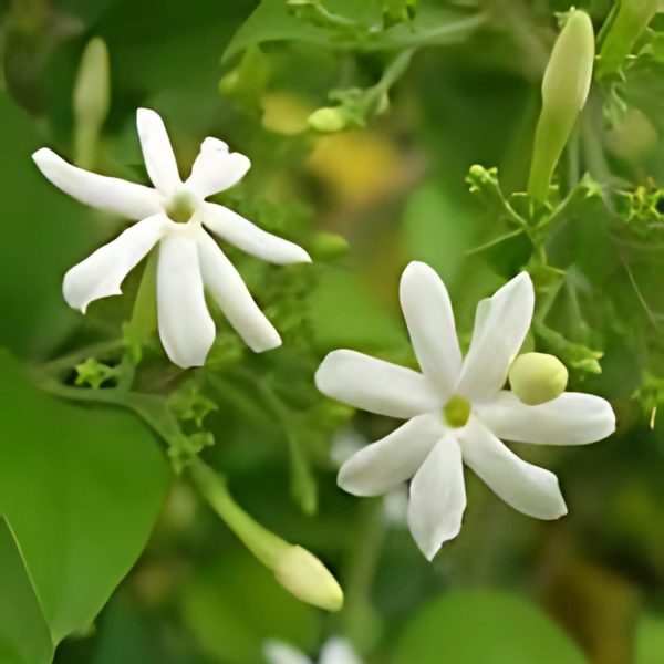 JASMINUM FLEXILE - Image 4