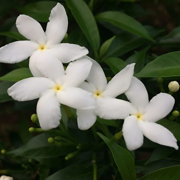 JASMINUM GRANDIFLORUM - Image 5