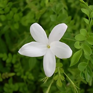 JASMINUM GRANDIFLORUM