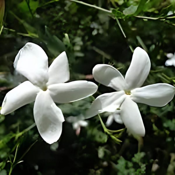 JASMINUM GRANDIFLORUM - Image 3
