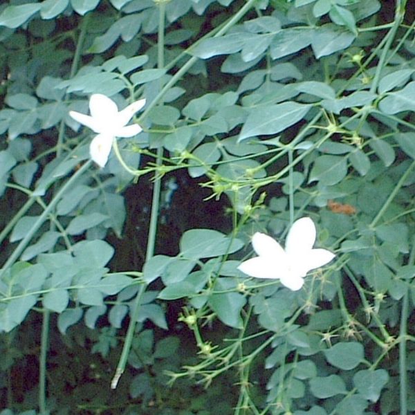 JASMINUM GRANDIFLORUM - Image 4