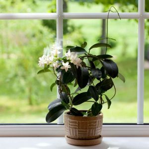 JASMINUM GRANDIFLORUM