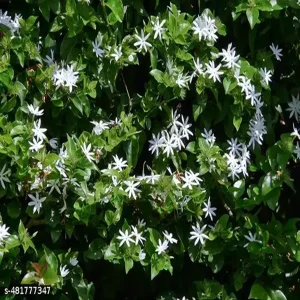JASMINUM MULTIFLORUM