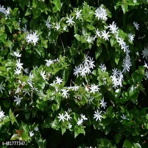 JASMINUM MULTIFLORUM - Image 2