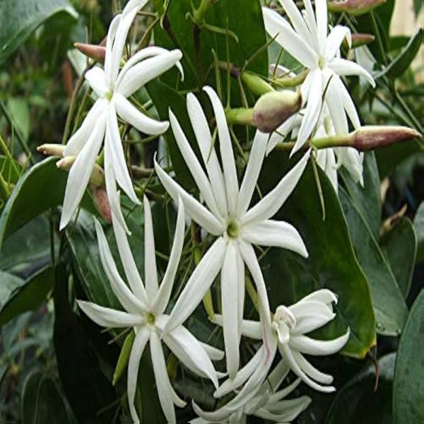 JASMINUM PUBESCENS - Image 4