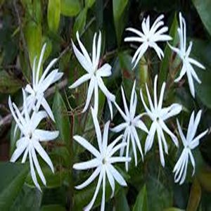 JASMINUM NITIDUM