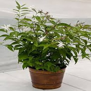 JASMINUM NITIDUM