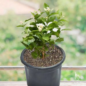 JASMINUM OFFICINALE