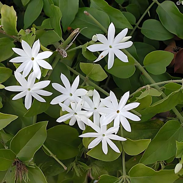 JASMINUM PUBESCENS RUBESCENS - Image 3