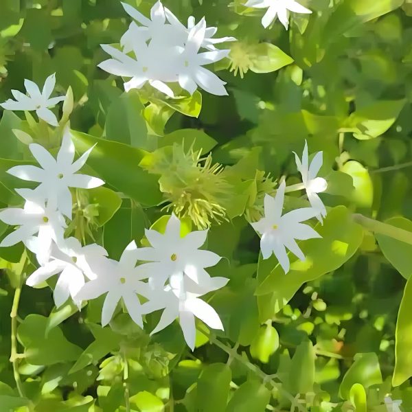 JASMINUM PUBESCENS RUBESCENS - Image 4