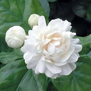 JASMINUM PUBESCENS RUBESCENS
