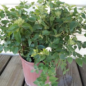 JASMINUM PUBESCENS RUBESCENS