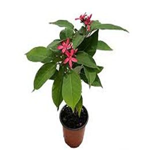 JATROPHA INTEGERRIMA