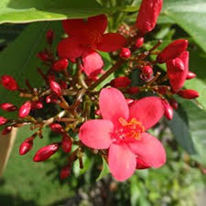 JATROPHA INTEGERRIMA