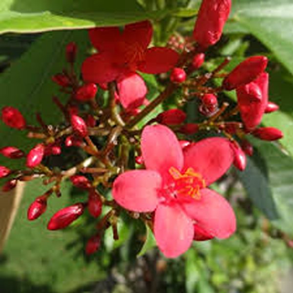 JATROPHA INTEGERRIMA - Image 2
