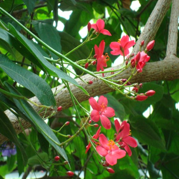 JATROPHA INTEGERRIMA - Image 3
