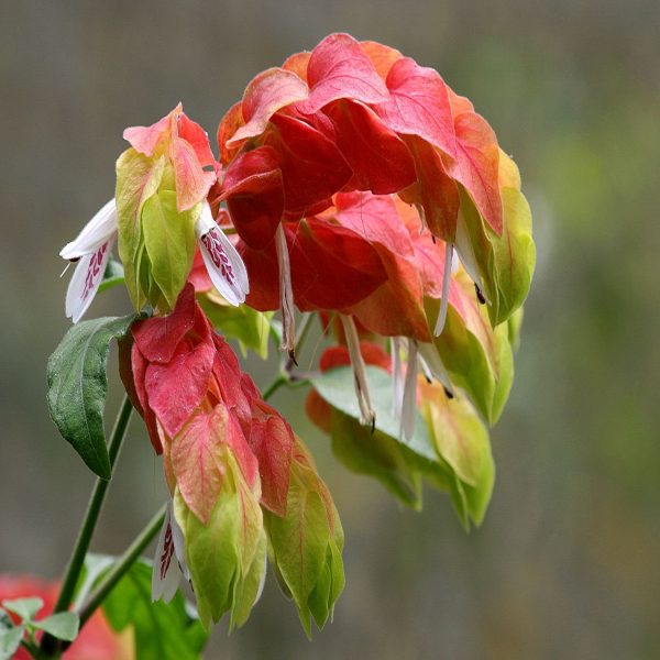 JUSTICIA BRANDEGEEANA - Image 8