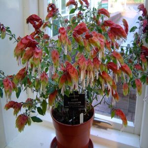 JUSTICIA BRANDEGEEANA