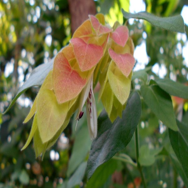 JUSTICIA BRANDEGEEANA - Image 5